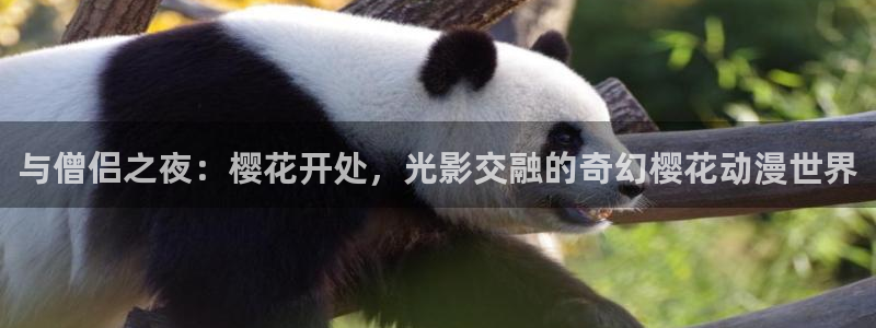 omofun动漫在线观看看：与僧侣之夜：樱花开处，光影交融的奇幻樱花动漫世界